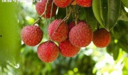 平和ib吃瓜,揭秘“吃瓜”背后的真相与启示