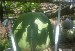 巨无霸大瓜咋吃,巨无霸大瓜的多样吃法揭秘