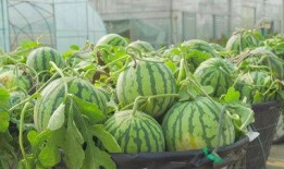 世贸吃瓜视频,揭秘网络红人的幕后故事