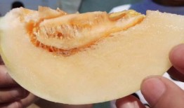 吃瓜网在哪,热门话题背后的真相与趣味