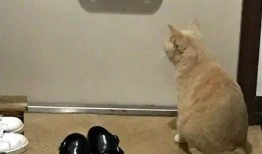 吃瓜不忘撸猫,尽享撸猫乐趣