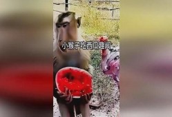 趣闻吃瓜,那些你不知道的趣闻吃瓜瞬间