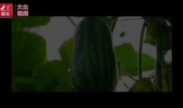 吃瓜背诗视频,趣味教学新体验