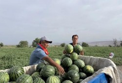 每天吃瓜的风险,揭秘日常饮食中的“甜蜜陷阱”
