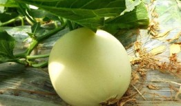 吃瓜网在哪,热门话题背后的真相与趣味