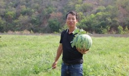 农民吃瓜群众,见证乡村振兴的生动画卷