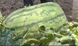 巨无霸大瓜咋吃,巨无霸大瓜的多样吃法揭秘