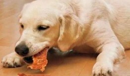 狗狗吃瓜看热闹配音,萌态配音笑翻天