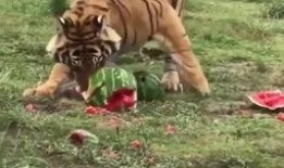 老虎吃瓜寓意什么,揭示权力与欲望的寓言