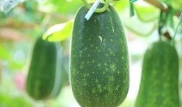 小吊瓜几个叶做瓜合适吃,几个叶做瓜最合适食用