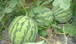 世纪汇吃瓜,揭秘网红打卡地的幕后故事