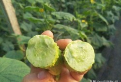 白玉瓜可以吃,美味与营养并存的佳肴探索