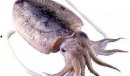 乌贼吃瓜视频大全,趣味视频大全集锦