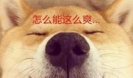 吃瓜群众喜欢养狗,吃瓜群众的新宠儿