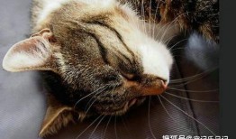 吃瓜囊的猫,趣味宠物背后的故事