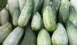 棱瓜可以吃吗,揭秘其美味与食用价值