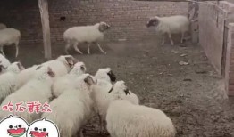 吃瓜长大的羊,揭秘羊界“网红”的瓜田生活