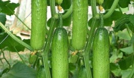 瓜快熟怎么吃,瓜类美食攻略