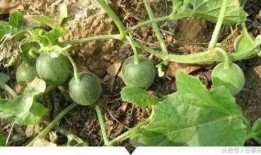 呆瓜植物可以吃吗,揭秘其可食用之谜