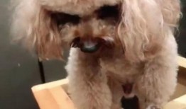 吃瓜小泰迪,揭秘娱乐圈的幕后故事