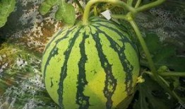 吃瓜6万,吃瓜6万背后的惊人真相