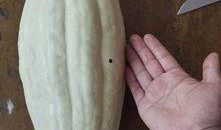 吃的最大的瓜,探寻世界上吃的最大瓜的秘密