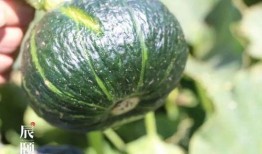 辰辰吃瓜,揭秘娱乐圈那些不为人知的幕后故事