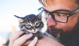 吃瓜不忘撸猫,尽享撸猫乐趣