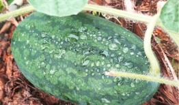 莆田吃瓜群众,揭秘当地独特美食文化