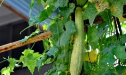 收麦后吃瓜,品味夏末瓜果盛宴