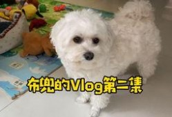 比熊狗可不可以吃哈密瓜,比熊狗能否享用美味哈密瓜？揭秘宠物饮食之谜