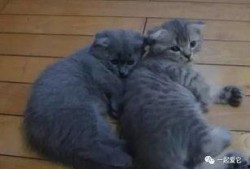 吃瓜群众喜欢养狗,吃瓜群众的新宠儿