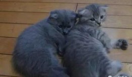 吃瓜群众喜欢养狗,吃瓜群众的新宠儿