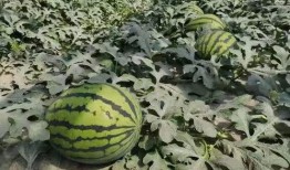 寿光最新吃瓜,最新吃瓜资讯大盘点