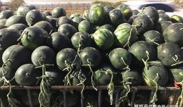 收麦后吃瓜,品味夏末瓜果盛宴