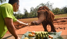 海口动物医院吃瓜,吃瓜群众见证宠物医疗新风尚