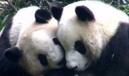 熊猫堂吃瓜,揭秘娱乐圈的甜蜜与苦涩