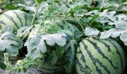 19中今天吃瓜,揭秘校园里的新鲜趣事