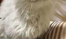 吃瓜群众喜欢养狗,吃瓜群众的新宠儿