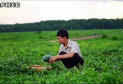 雨后吃瓜行吗,一场别具风味的夏日食趣之旅