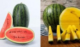 朝堂上吃瓜系统,揭秘吃瓜系统的宫廷八卦盛宴