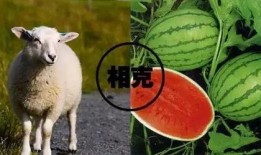 吃瓜长大的羊,揭秘羊界“网红”的瓜田生活