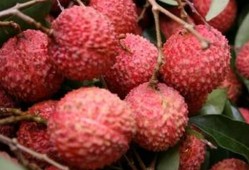 平和ib吃瓜,揭秘“吃瓜”背后的真相与启示