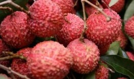 平和ib吃瓜,揭秘“吃瓜”背后的真相与启示