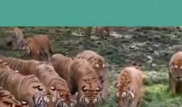 老虎吃瓜寓意什么,揭示权力与欲望的寓言