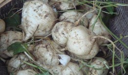 土瓜图片怎么吃,解锁土瓜的多彩吃法