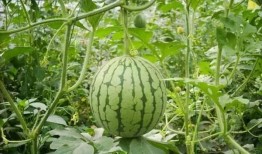 吃瓜哥曹县,揭秘网络红人的崛起之路