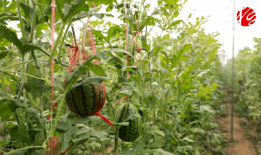 桓台吃瓜,揭秘当地特色美食背后的故事