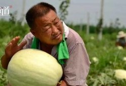 农民吃瓜群众,见证乡村振兴的生动画卷