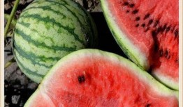 隔夜黄皮瓜可以吃吗,安全食用指南解析